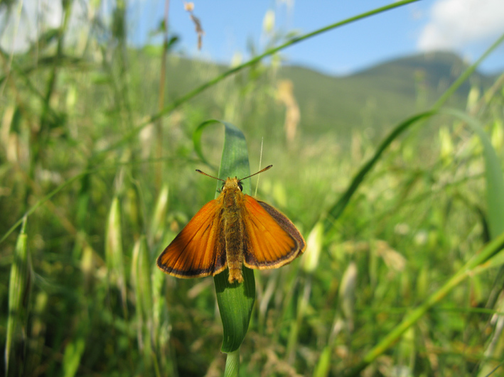 farfalle da identificare